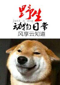 野生動物的日常