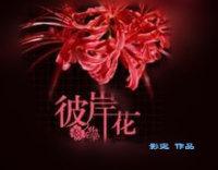 彼岸花（GL）