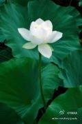 陌上花開，半生遲