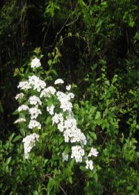 山中草木深