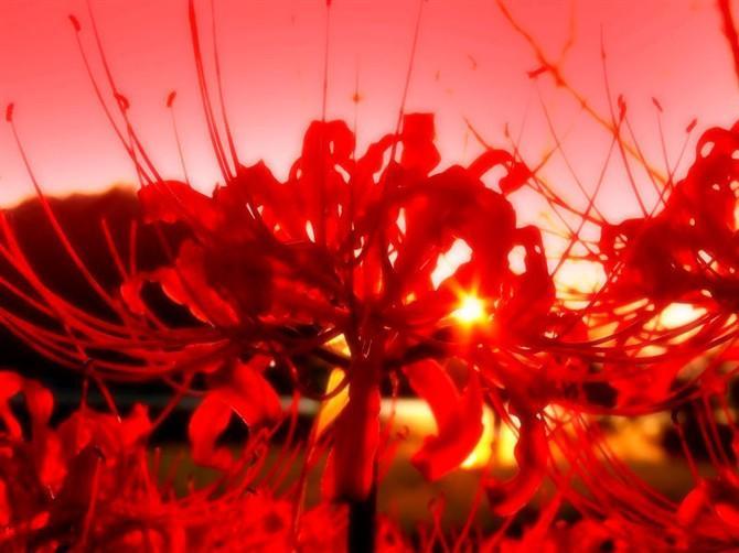 彼岸花開