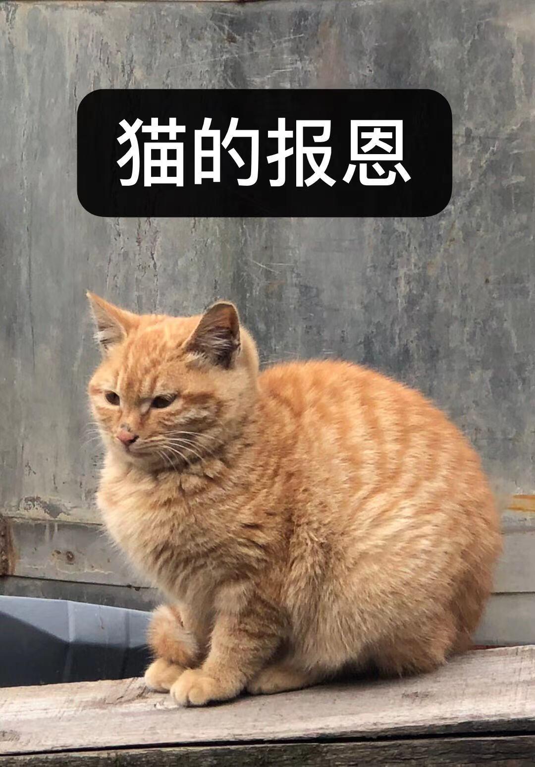 變貓後喜提團寵劇本