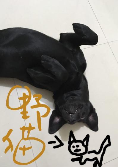 野貓
