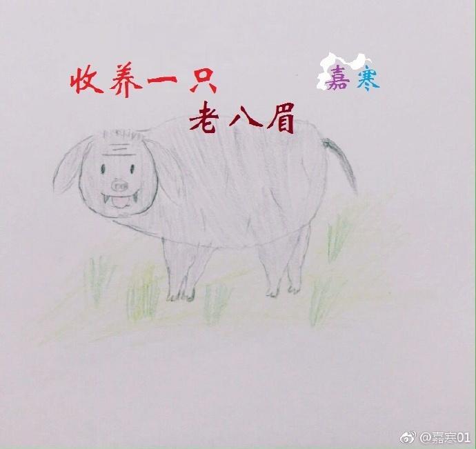 收養一只老八眉