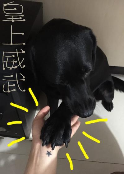 皇上威武