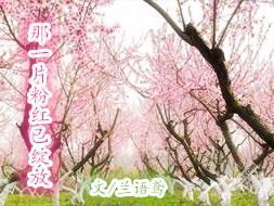 那一片粉紅已綻放