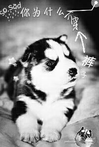 你為什麽不穿褲子