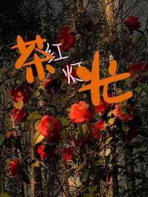 茶紅燈光