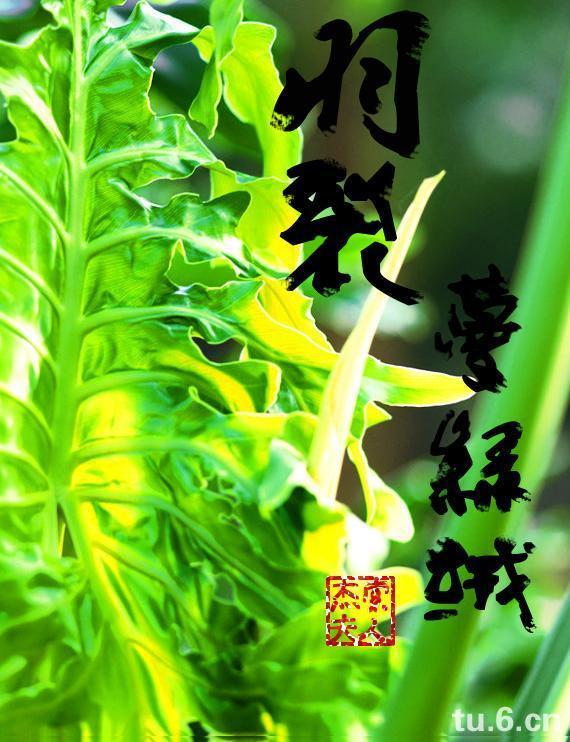 羽裂蔓綠絨