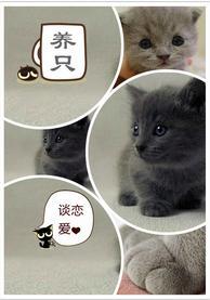 養只貓咪談戀愛