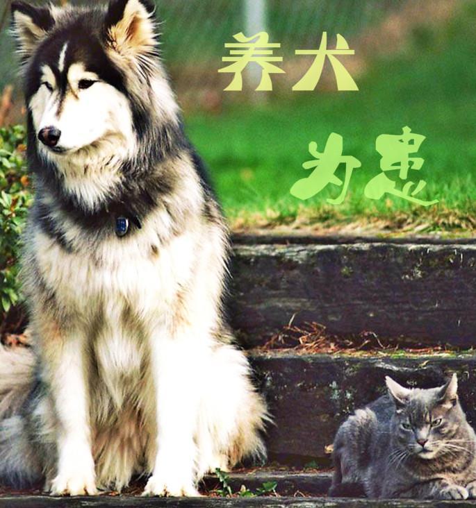 養犬為患