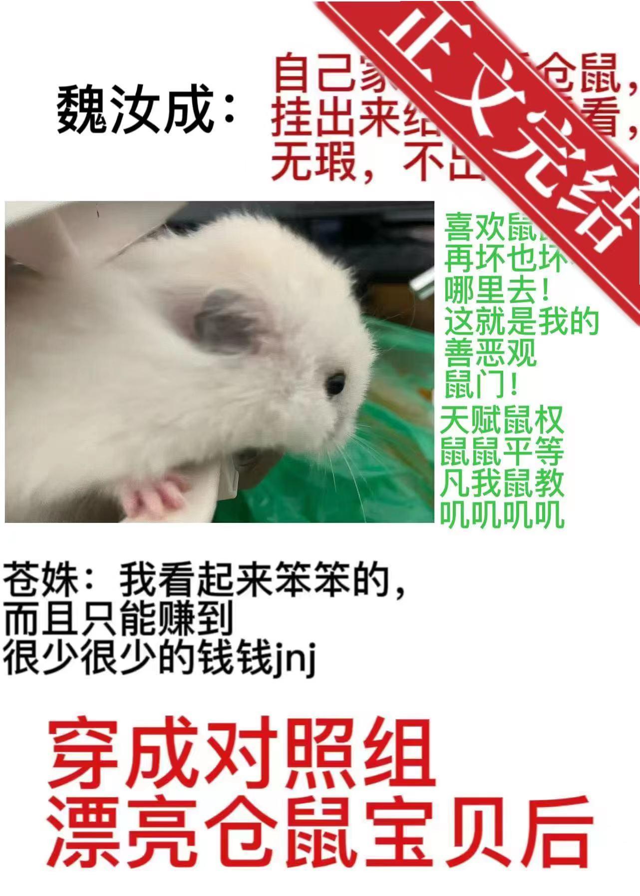 穿成對照組漂亮倉鼠寶貝後