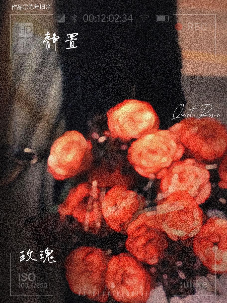 靜置玫瑰