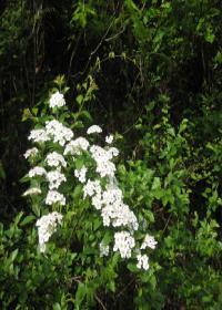 山中草木深